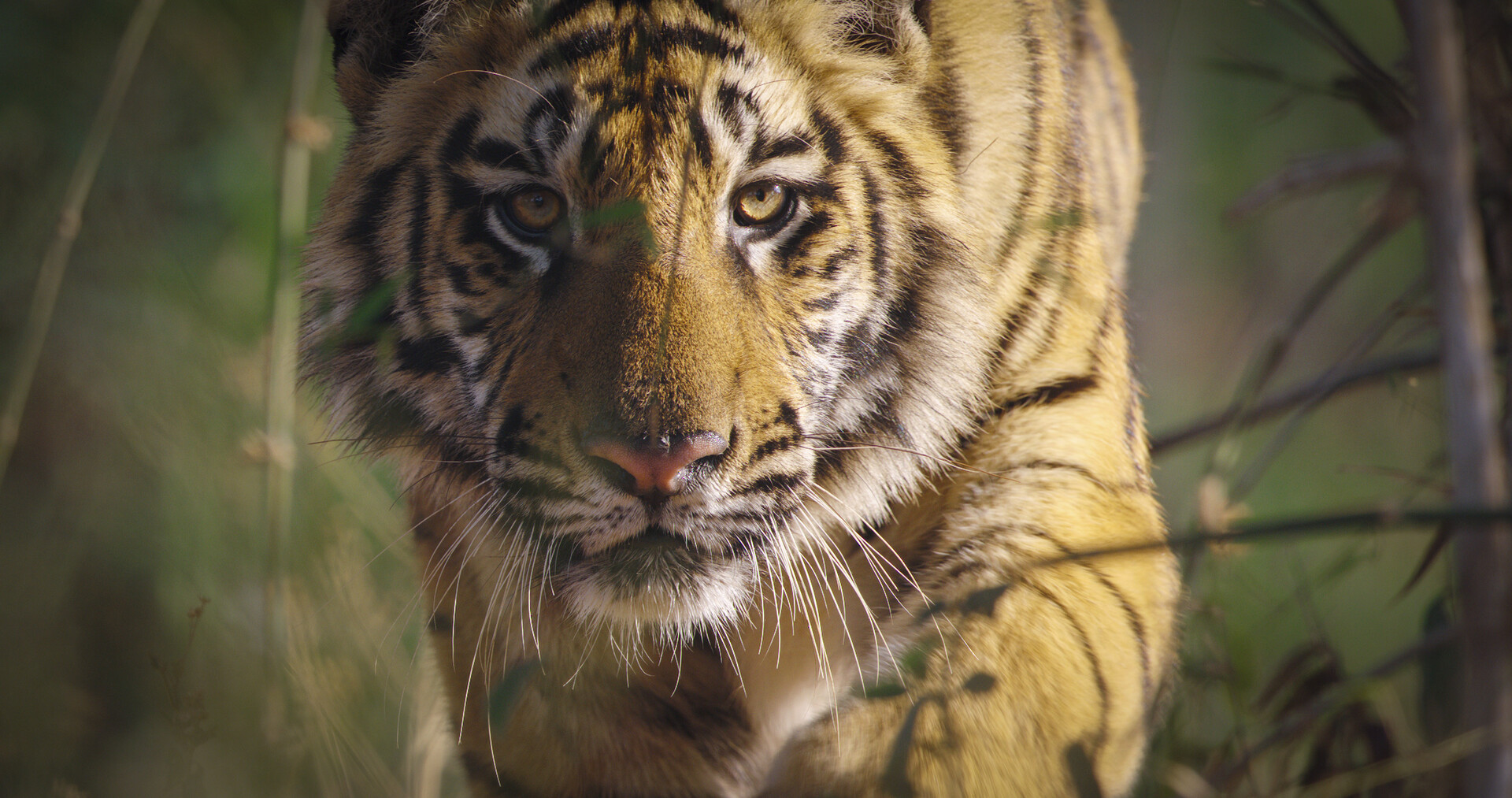 A tiger walking through tall grass