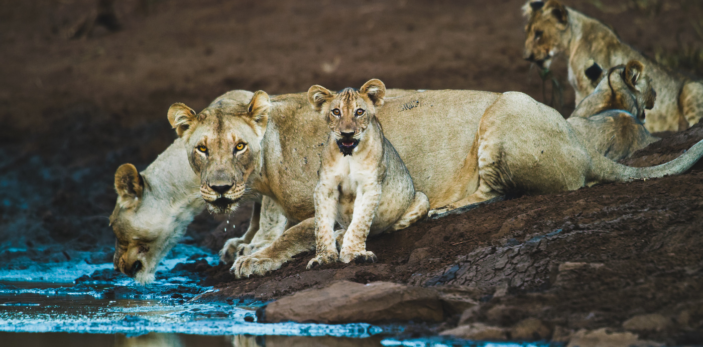 Wildlife cameraman Robert Hofmeyr captures big cats with the RED V-RAPTOR 8K camera
