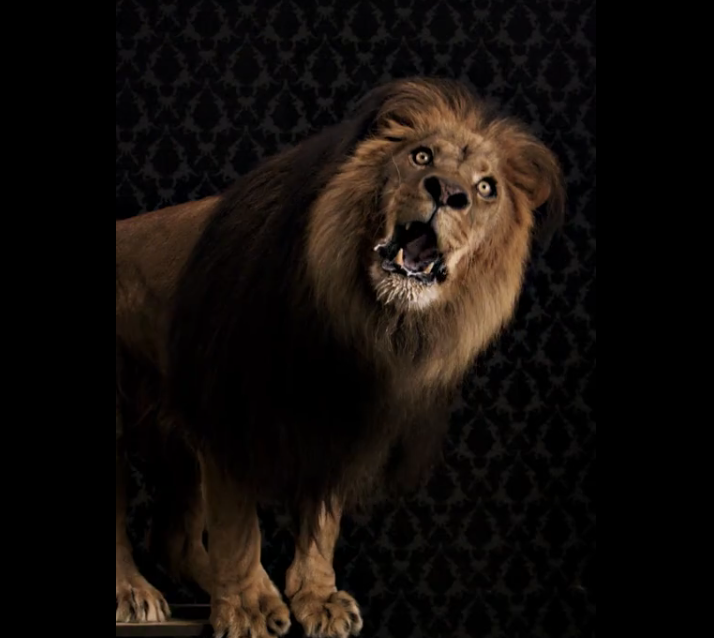 Lion on RED